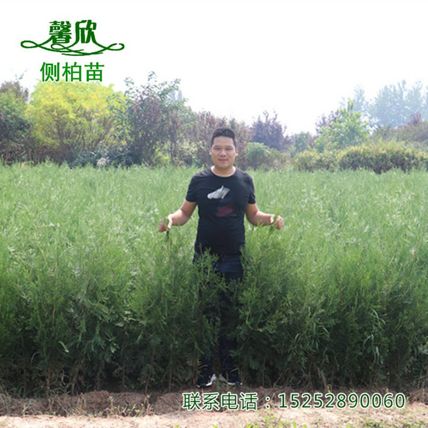 侧柏树苗扁柏小苗松柏树墓地松荒山造林陵园绿化苗木常绿围墙植物