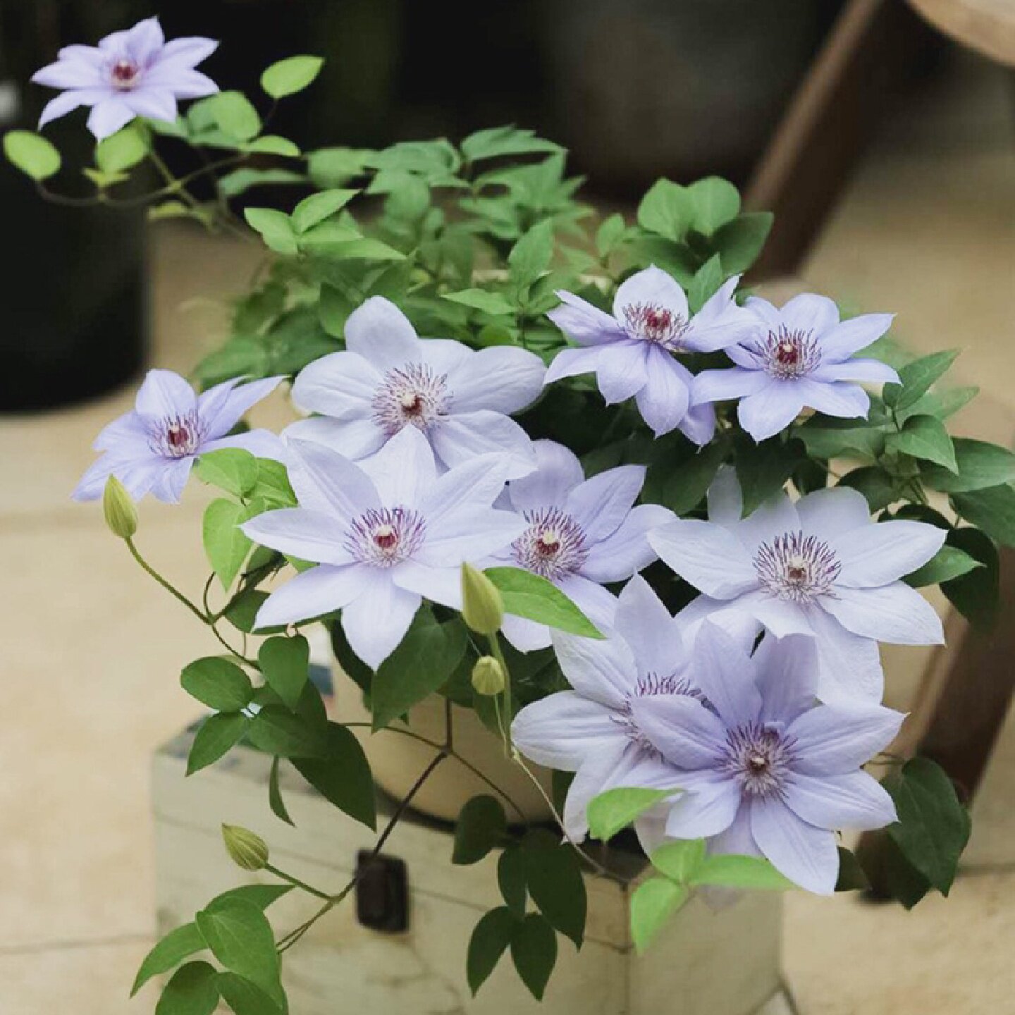 伟伟园艺大道铁线莲博耐迪恩矮生淡薰衣草紫色庭院花园阳台盆栽