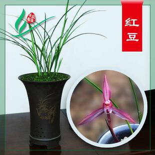 福建南靖兰花苗春兰红豆浓香卉盆景栽土绿带草植物花苞名贵墨芳香