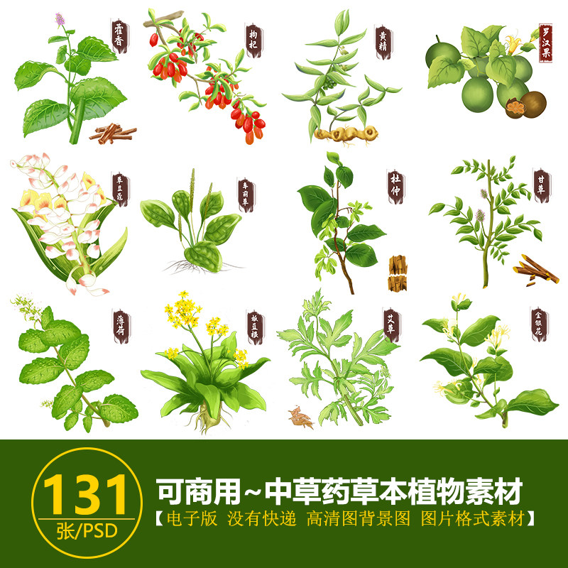 手绘各种中草药草本植物中药科普插图片中医海报素材可商用素材