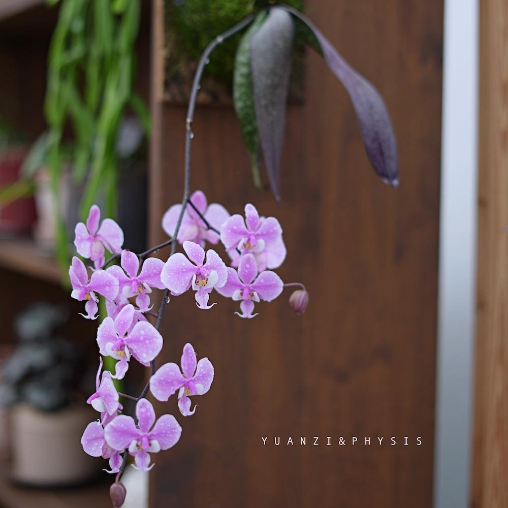 PHYSIS许你一个春天的花｜西雷利蝴蝶兰天宫石斛豹纹兰带花发货