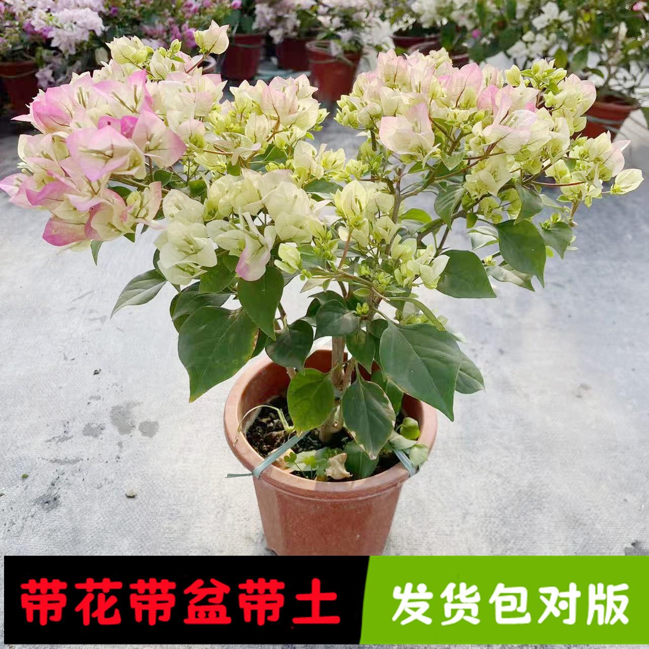 三角梅带花盆栽绿樱爬藤重瓣老桩四季开花大苗漳红樱庭院植物勤花