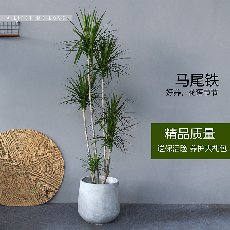 千年木盆栽马尾铁七彩铁绿植室内客厅大型高雅摆设植物三色龙血树