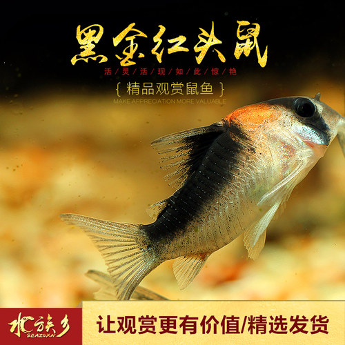黑金红头鼠南美原生鼠鱼F1人工小型老鼠鱼群游清理底床残渣工具鱼
