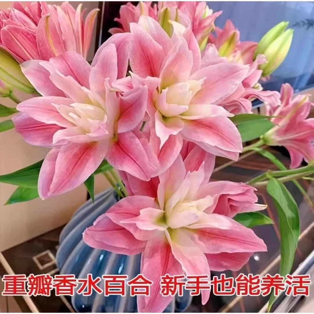 【下单立减50】百合种球香水浓香型花卉类盆栽花种大球百合_cp
