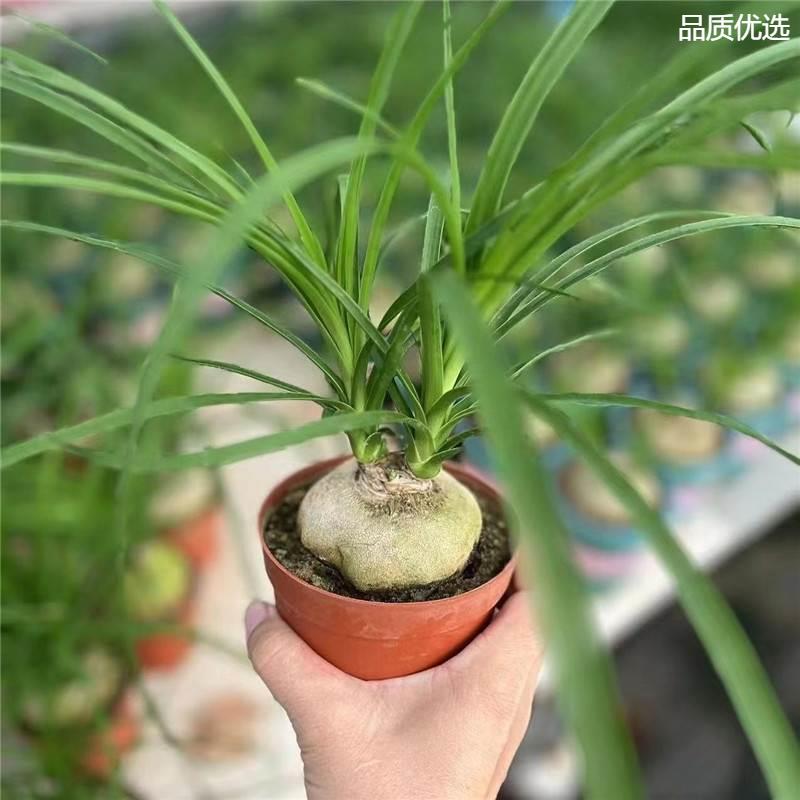 酒瓶兰盆栽兰花迷你创意办公桌网红盆景绿植室内懒人花卉耐旱植