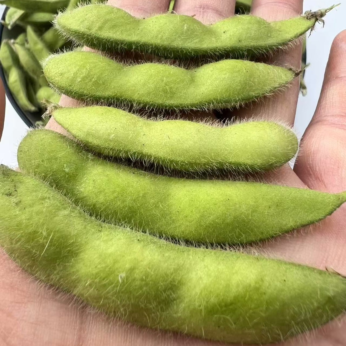 毛豆新鲜带壳青豆子疏菜嫩豆荚黄豆商用安徽农家自种时令新鲜蔬菜