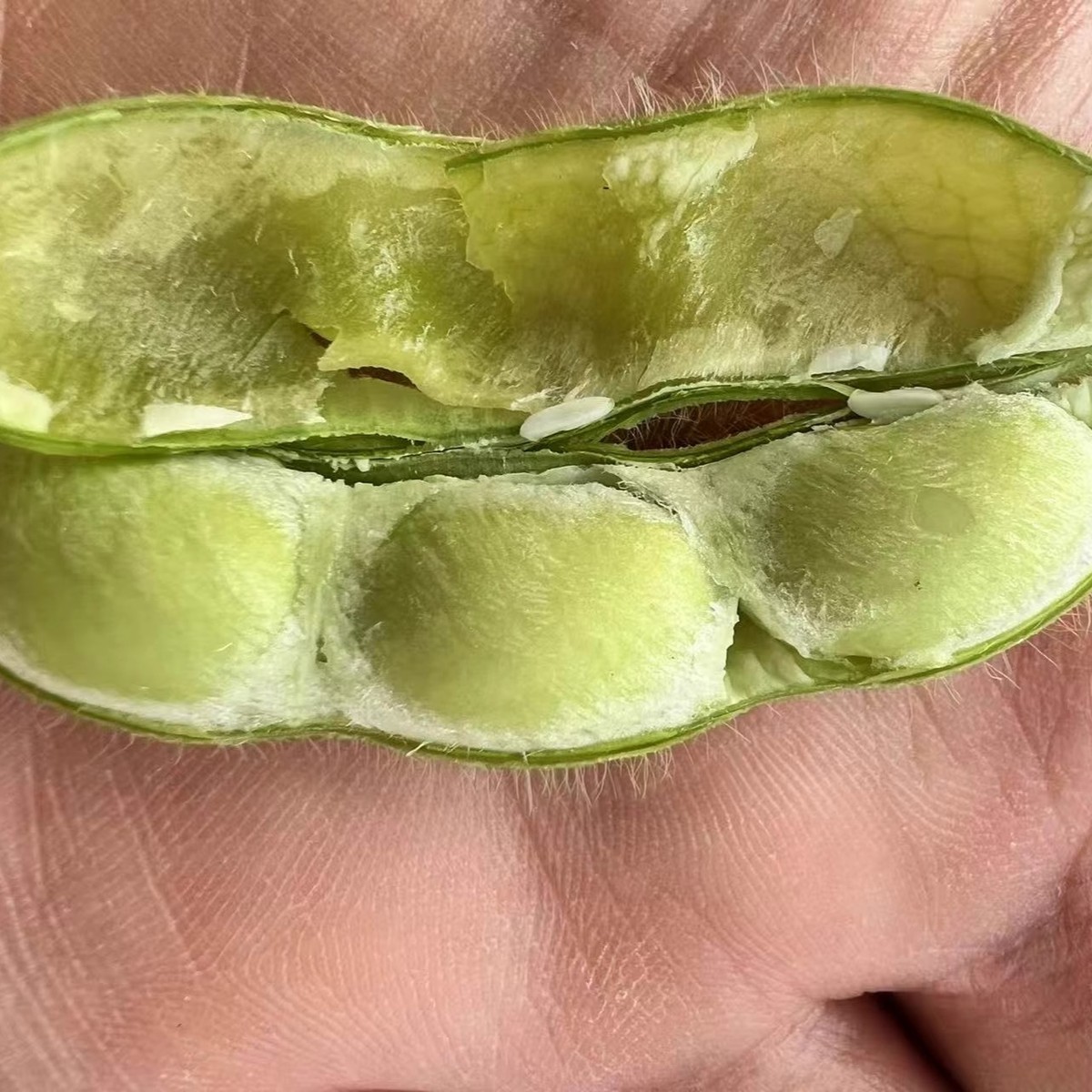 毛豆新鲜带壳青豆子疏菜嫩豆荚黄豆商用安徽农家自种时令新鲜蔬菜