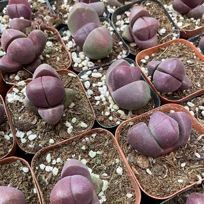 帝玉 紫帝玉2-3cm多肉植物 番杏 生石花 择优发货实物拍摄