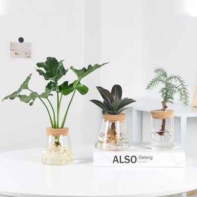 小盆栽桌面室内水养春羽小铁树绿萝绿植办公室水培植物净化空气