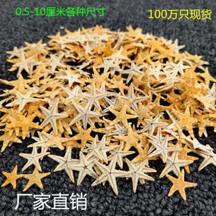 海星厂家直销天然海螺贝壳手工dry工艺品配件微景观装 饰永生花