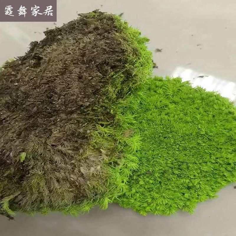 永生苔藓植物墙室内墙面软装工程墙铺面造景仿真青苔白发大灰藓