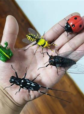 仿真昆虫子摆件青蛙七星瓢虫标本蜜蜂模型蝉工艺动物装饰拍摄厂家