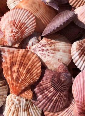 天然贝壳海螺紫色扇贝双面彩色贝壳鱼缸水族造景橱窗拍摄道具