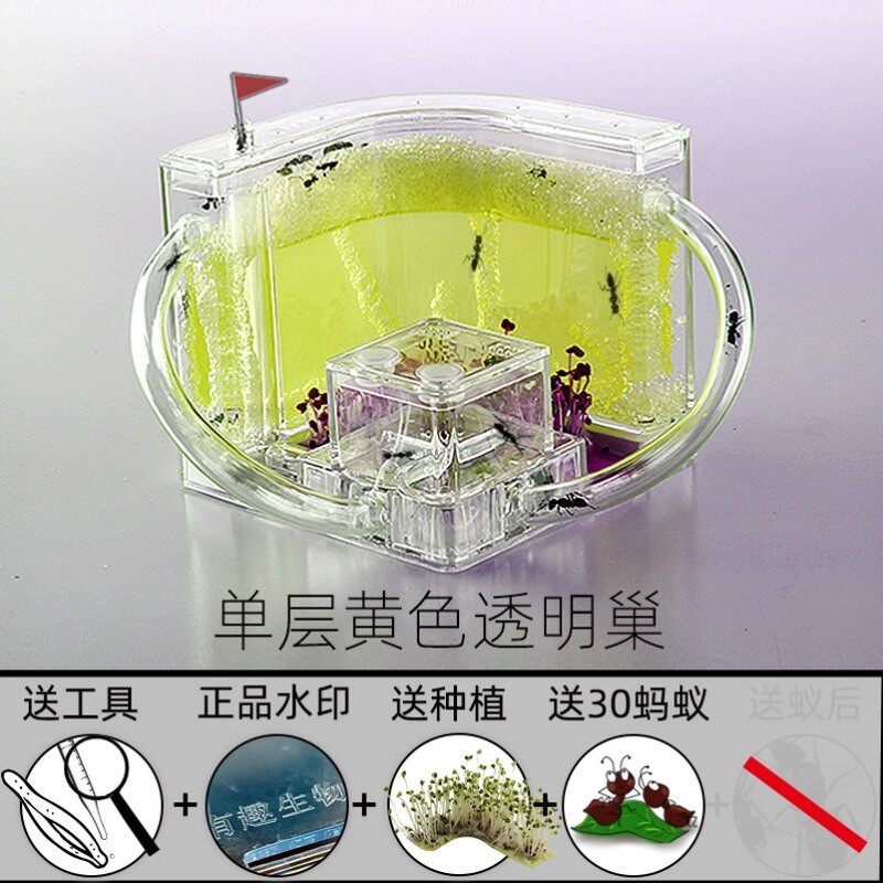 科学实验蚂蚁工坊巣观察蚁后蚁巢生物课巢穴家养蚂蚁养殖箱学厂家
