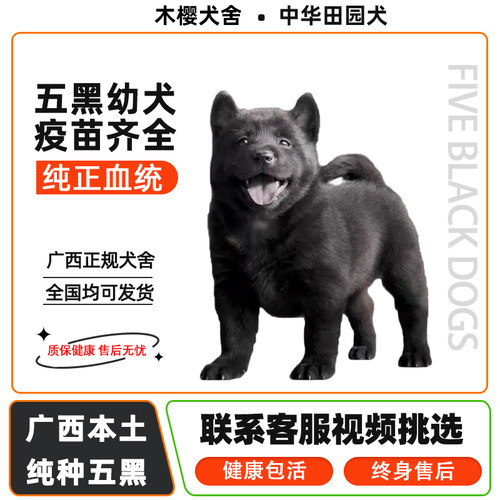 广西本土纯种五黑犬幼犬中华田园犬幼崽唐犬正宗土狗看家护院黑犬