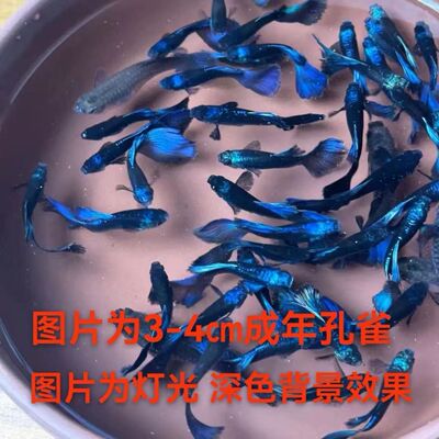 冰蓝礼服纯血孔雀鱼临产活体凤尾