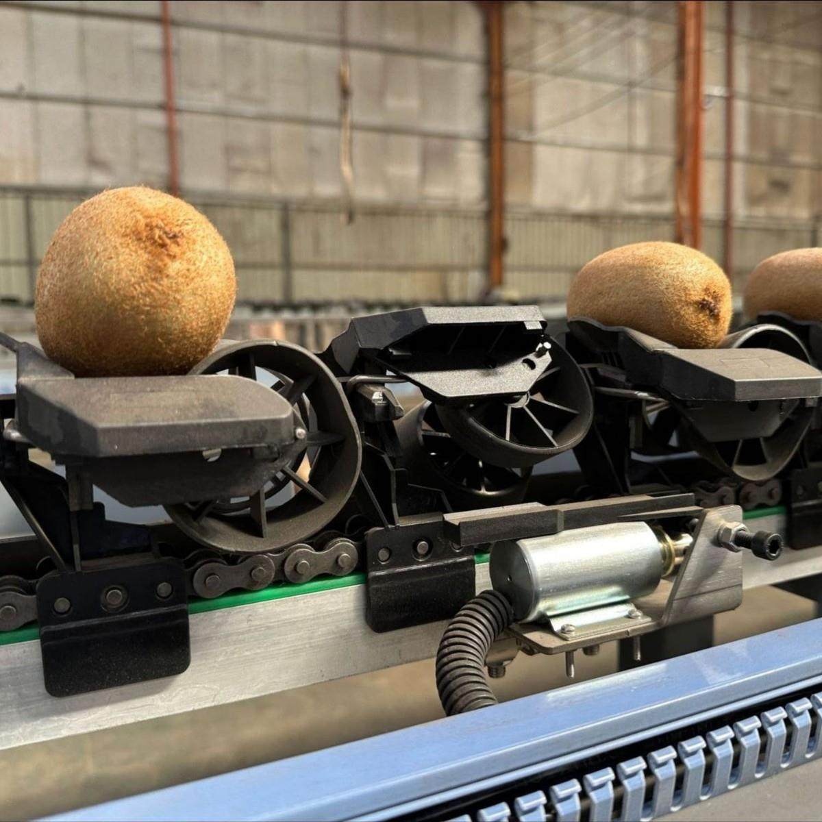 莲雾水果分智山能选机梨 苹GHT果砀称重分拣机 猕猴桃电子重量分,清洗/食品/商业设备,肉制品加工设备,淘宝优惠券,粉丝福利购,淘宝优惠卷