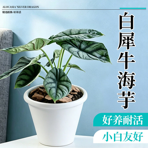 白犀牛海芋桌面绿植新手易养