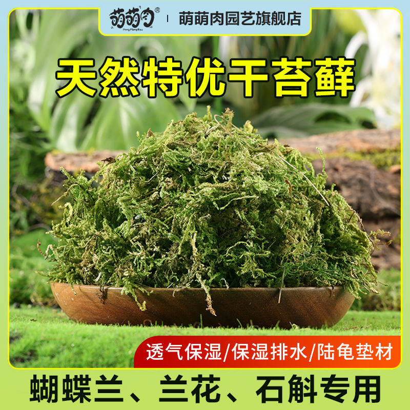 新鲜干水苔藓天然青苔兰花蝴蝶兰石斛种植专用营养土爬宠乌龟