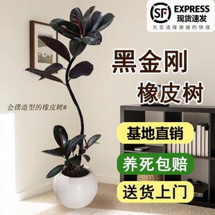 好养办公室阳台植物 黑金刚橡皮树室内大型绿植客厅大盆栽造型四季