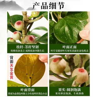 带果子小盼菩提树盆景办公室内水培好养禅意花卉小绿植物之满 四季