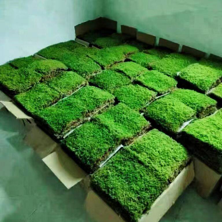 苔藓 植物鲜活日式庭院 园林绿化微景观 大灰藓盆栽铺面假山