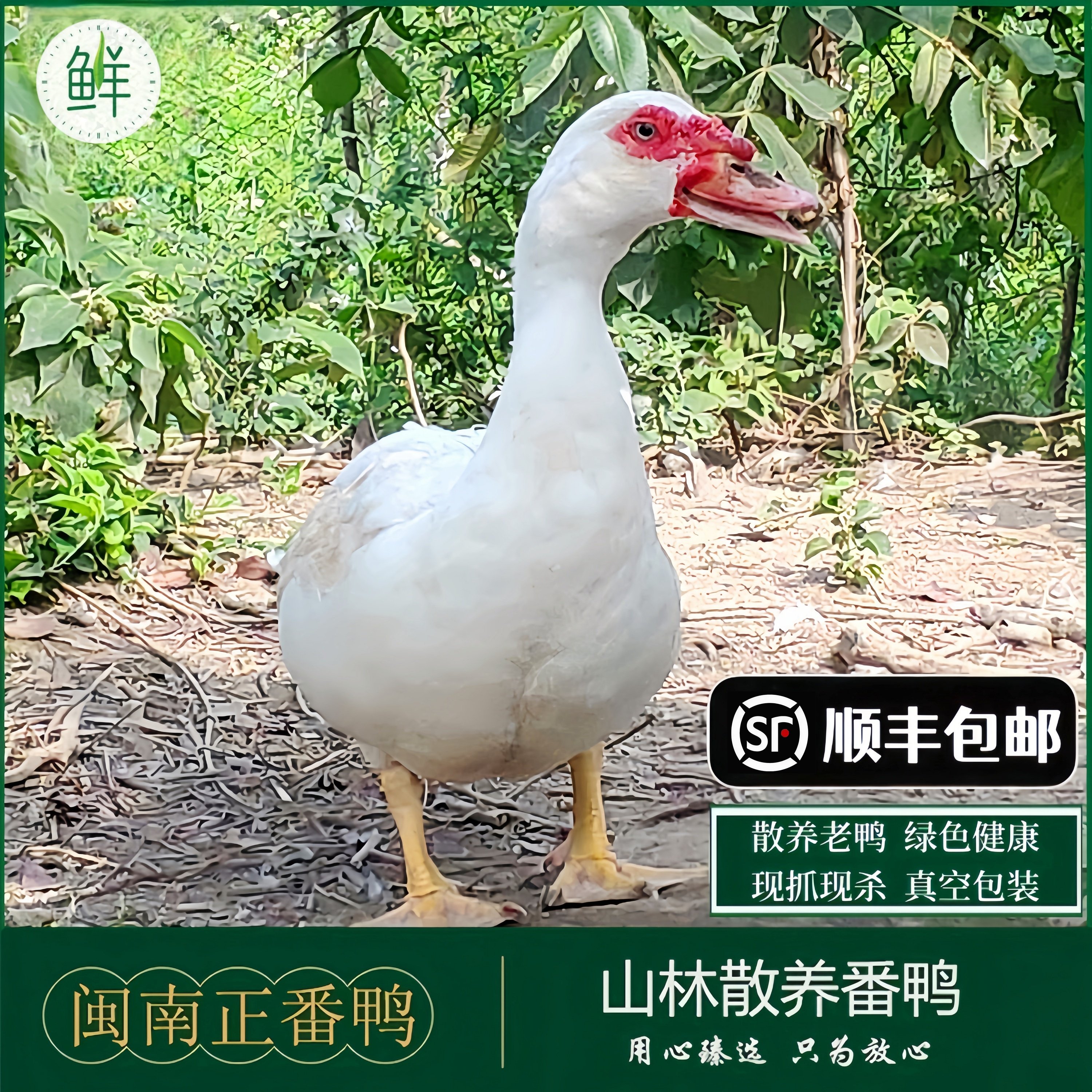 【农养】正宗福建番鸭散养老鸭红脸正番鸭姜母鸭炖汤老鸭子豚鸭肉,水产肉类/新鲜蔬果/熟食,鸭肉/鸭肉制品,淘宝优惠券,粉丝福利购,淘宝优惠卷