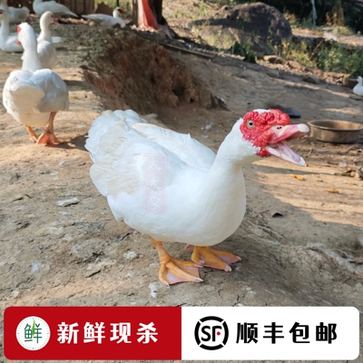 【闽南老鸭】山林散养正番鸭现杀