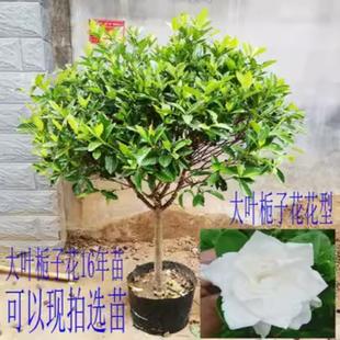 室内阳台庭院棒棒糖树苗 大叶牡丹栀子花苗盆栽绿植花卉老桩苗四季