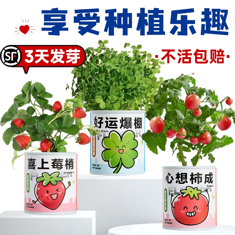 幼儿园种植小盆栽儿童学生迷你水果植物盆栽办公室桌面微景观摆件