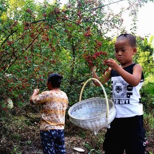 正宗汉源花椒 一两(50克)散装 干花椒   花椒粒 你弄我农 太阳