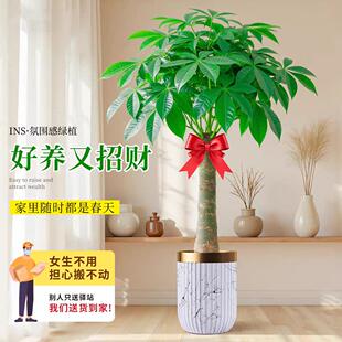 发财树客厅盆栽大颗招财树办公室内大型植物开业乔迁新房植物好养