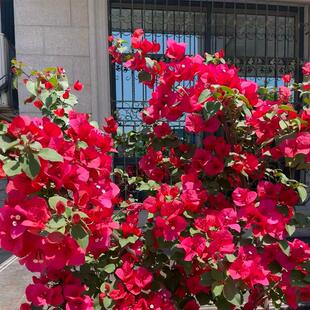 爬藤三角梅大苗高飘原生中国红高杆飘枝老桩室内盆栽庭院勤花耐热