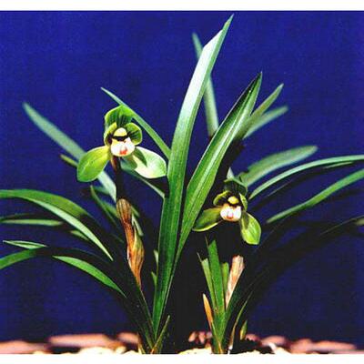 带花苞端秀荷 春兰 矮种 荷瓣 小巧端庄 荷瓣