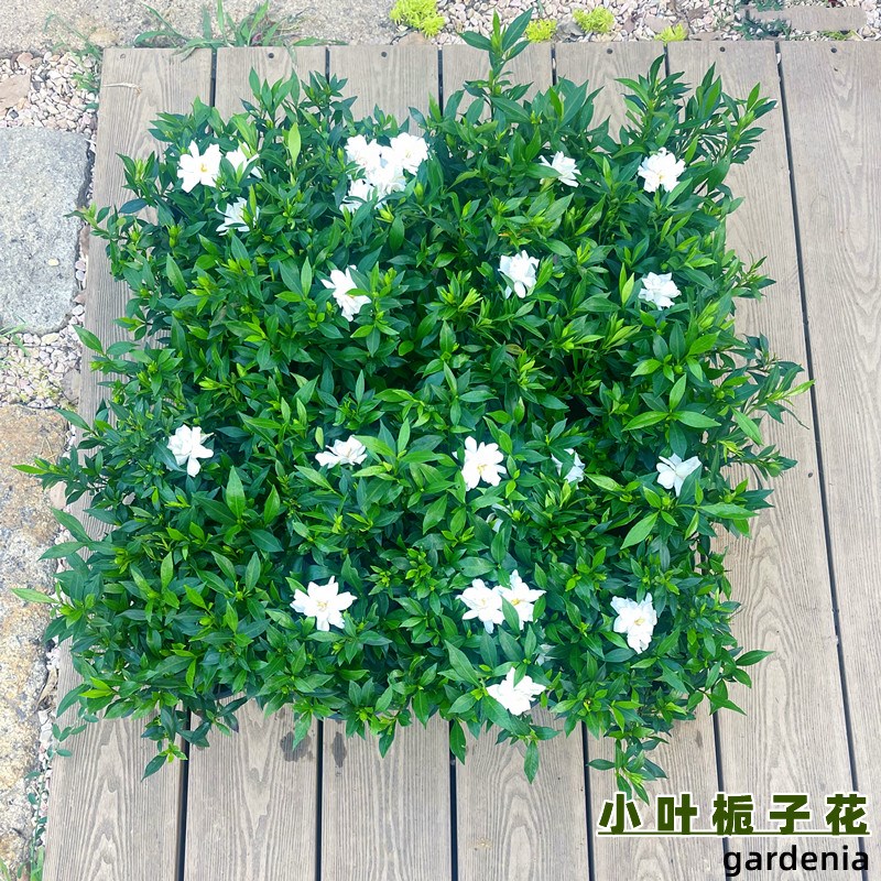 小叶栀子花盆栽雀舌栀子花卉室内芳香阳台绿植四季好栽种花园植物