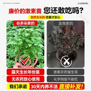 九层塔盆栽可食用罗勒苗驱蚊植物室内庭院金不换薄荷迷迭香料绿植