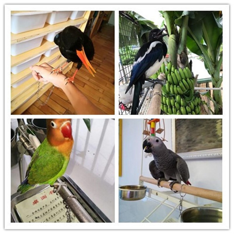 鹦鹉脚链超轻活扣不伤脚鸟用品具八哥玄凤脚环遛鸟神器放飞牵引绳