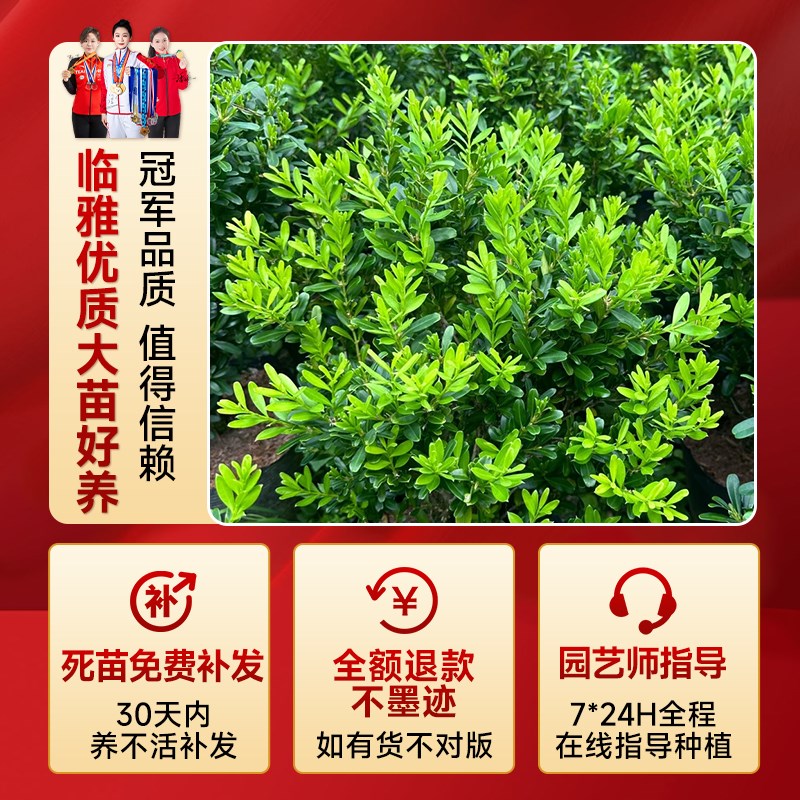 雀舌黄杨树苗黄杨造型树盆景精品小叶皱皮雀舌老桩客厅阳台玄关树