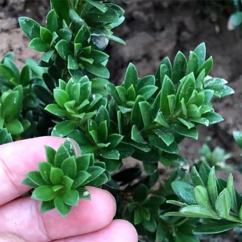 黑珍珠罗汉松盆景镇宅树旺雀舌造型小叶罗汉松室内阳台好养四季常