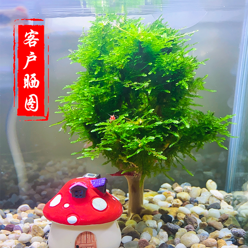 莫斯树森林树天然骨架成品水草沉木小型树形鱼缸造景木材料干树枝