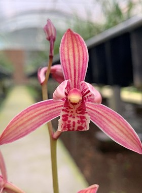 艾莹兰花 满堂红 建兰四季兰花苗夏带花苞出售红色花好养花卉盆栽