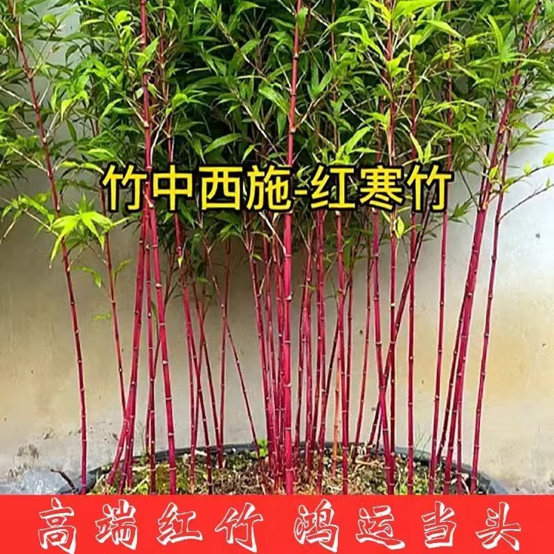 红观音竹 紫寒竹 米竹盆栽室内禅意绿植书房茶室创意盆景四季常绿