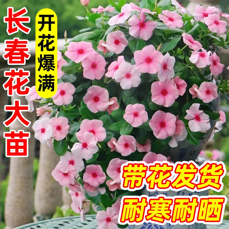精品长春花盆栽带花粉色天天开花阳台庭院耐寒耐热草本多品种包邮