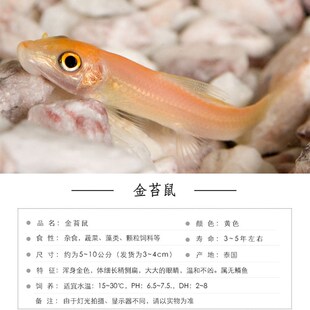 鱼缸清洁工金苔鼠鱼吃垃圾鱼除青苔水藻食物残渣热带观赏鱼可混养