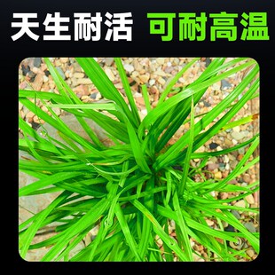 泰国水剑坨草溪流缸南美鱼缸造景水草植物后景阴性阿根廷九冠淡水