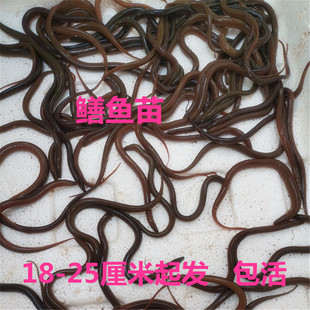 鳝鱼鲜活稻田鳝鱼苗大黄鳝长鳝鱼盘鳝黄鳝幼苗长鱼鲫鱼一斤包邮