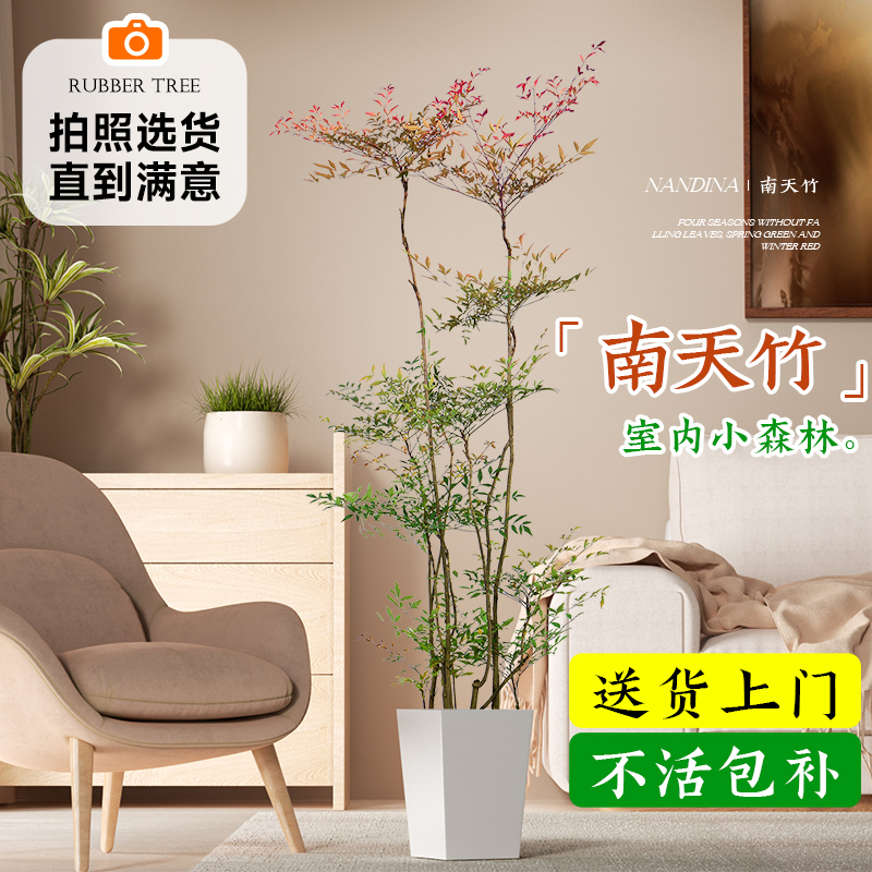 精品南天竹室内大型绿植盆栽火焰老桩树苗盆景客厅土培植物蓝天竺