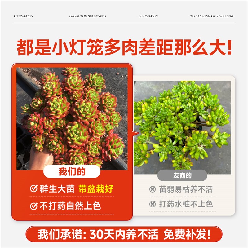 多肉植物小灯笼红室内盆栽大颗好养群生稀有名贵肉肉绿植桌面花卉