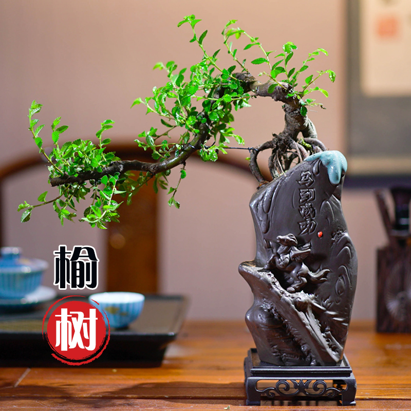 悬崖小叶榆树盆景飘枝国风造型室内盆栽中式茶室阳台乔迁好养绿植